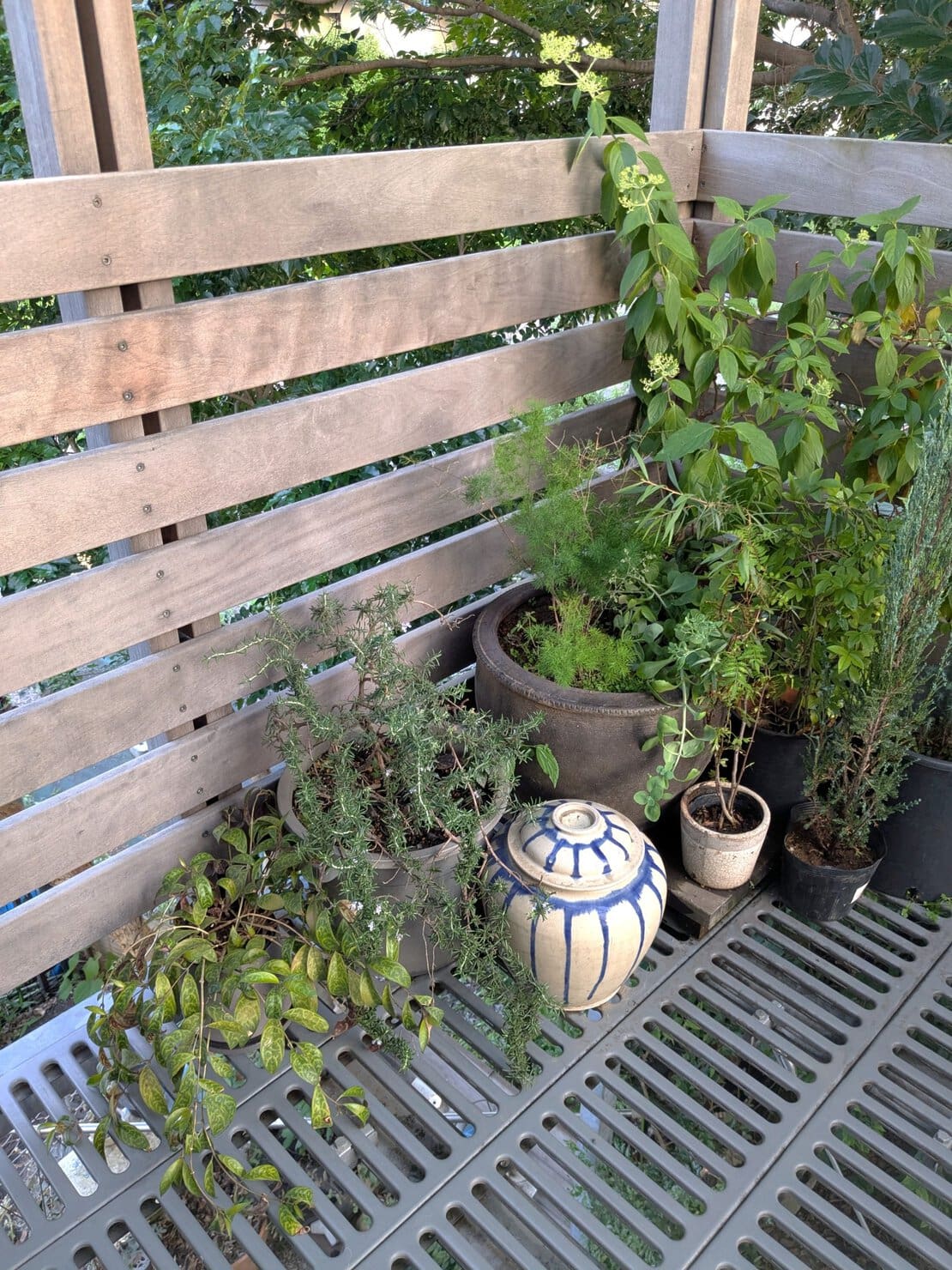 バルコニーのローズマリー他植物