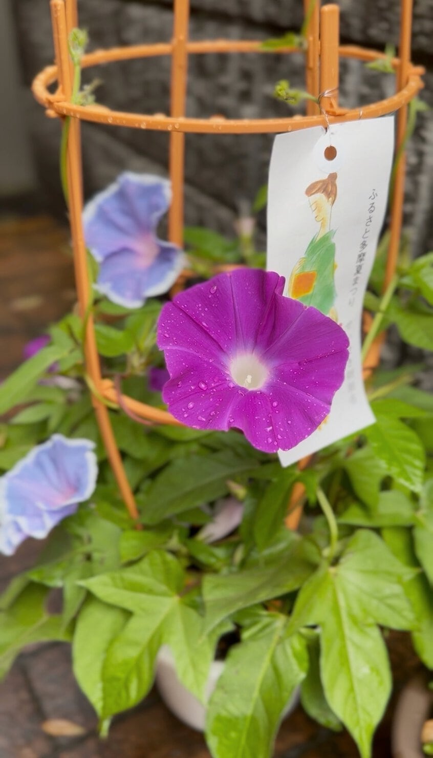 綺麗に咲いた朝顔の花