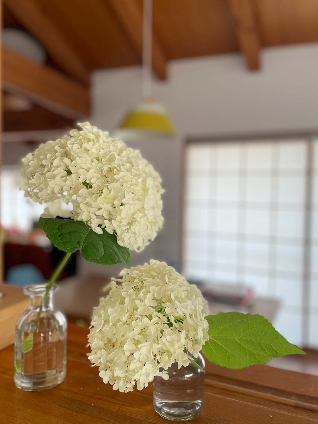 紫陽花のアナベルをカウンターで飾っている