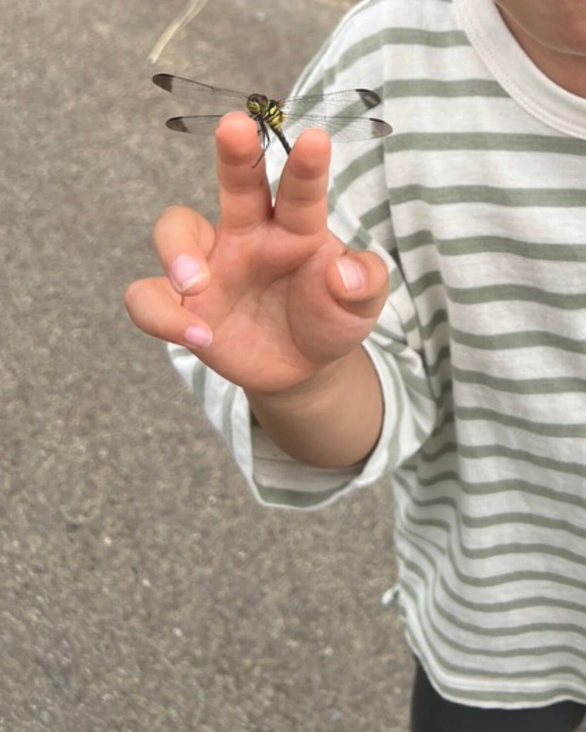 夏の散歩でトンボを捕まえた男の子