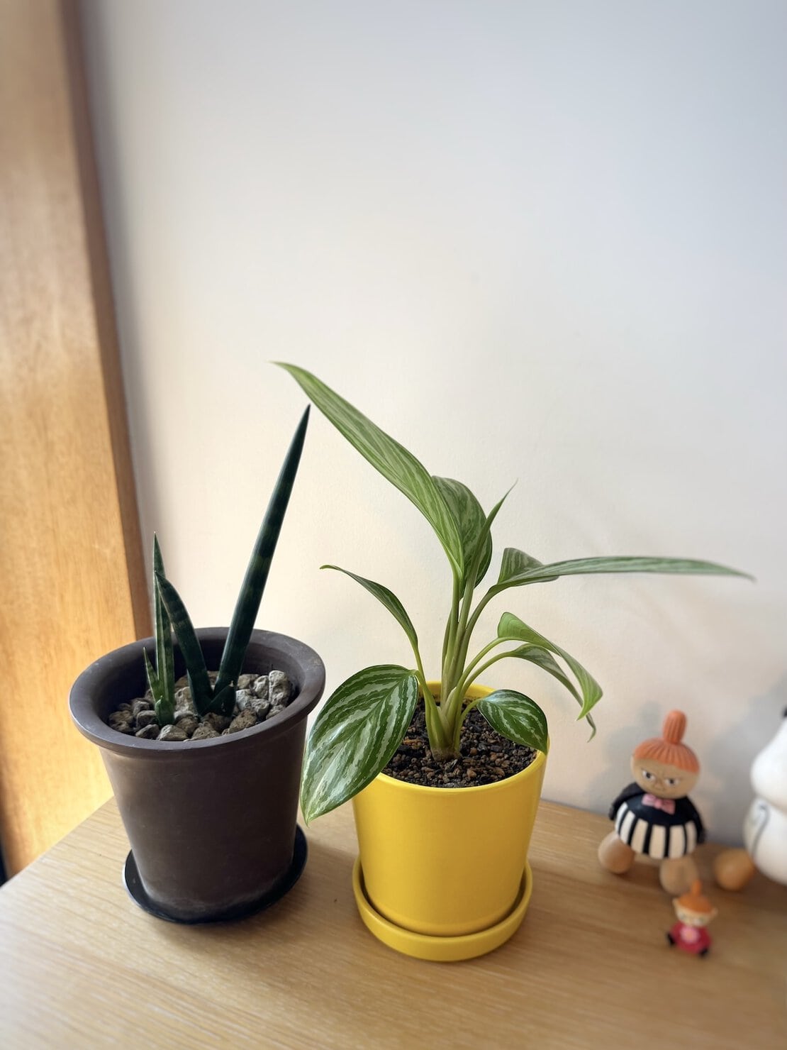 窓際に観葉植物2種類を並べている様子