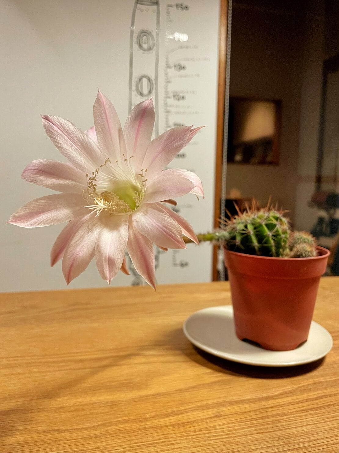 サボテンの花が咲いた様子
