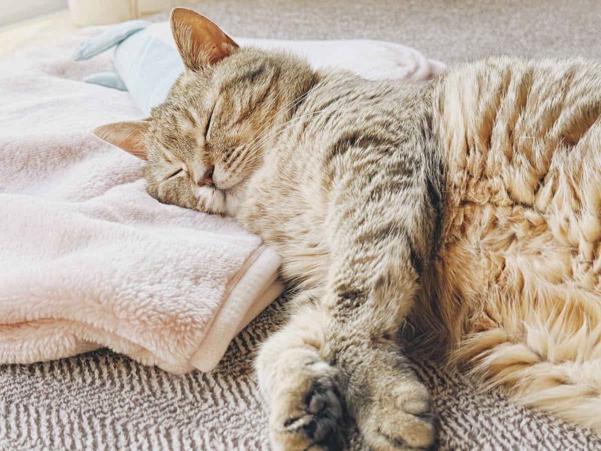 ぐっすり眠っている14歳のねこ。そばで眠っていると、わたしも安心します。