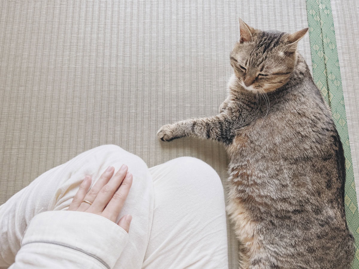 毎朝、そばにきてくれる14歳のねこ。短いけれど、ふたりで過ごす静かな時間が、いつも心を和ませてくれます。