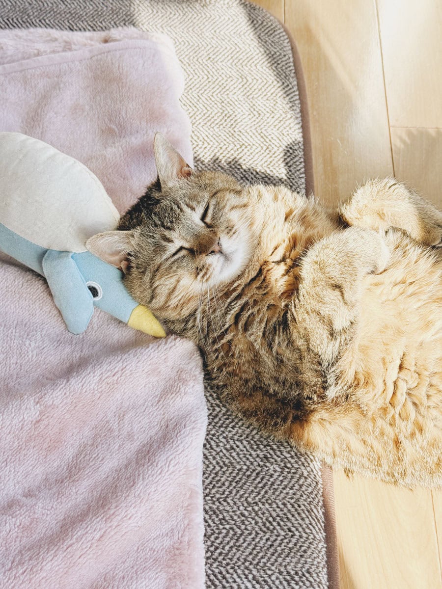 お気に入りのペンギンのおもちゃといっしょに、よく眠っています。