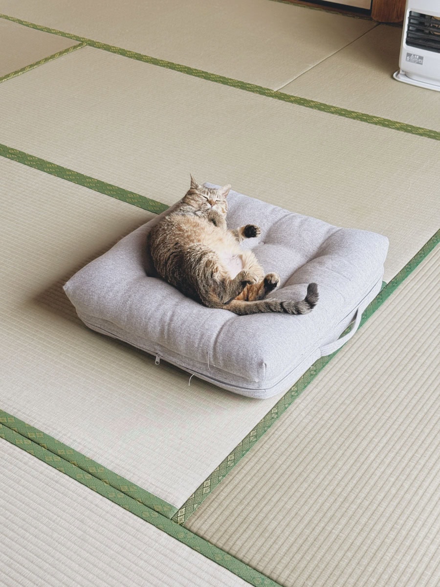 ひとりでのんびりしているときは、無闇にかまったりせずに、またそばに来てくれるのを待っています。