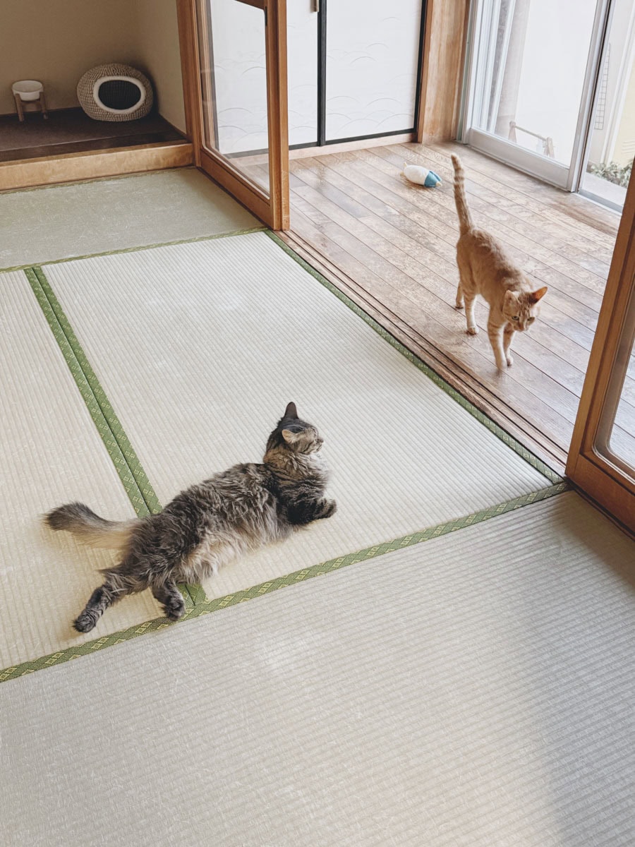 どれだけ仲がよくても、ときにはひとりで眠ったり、遊んだり、のんびり過ごしている様子をよく見かけます。