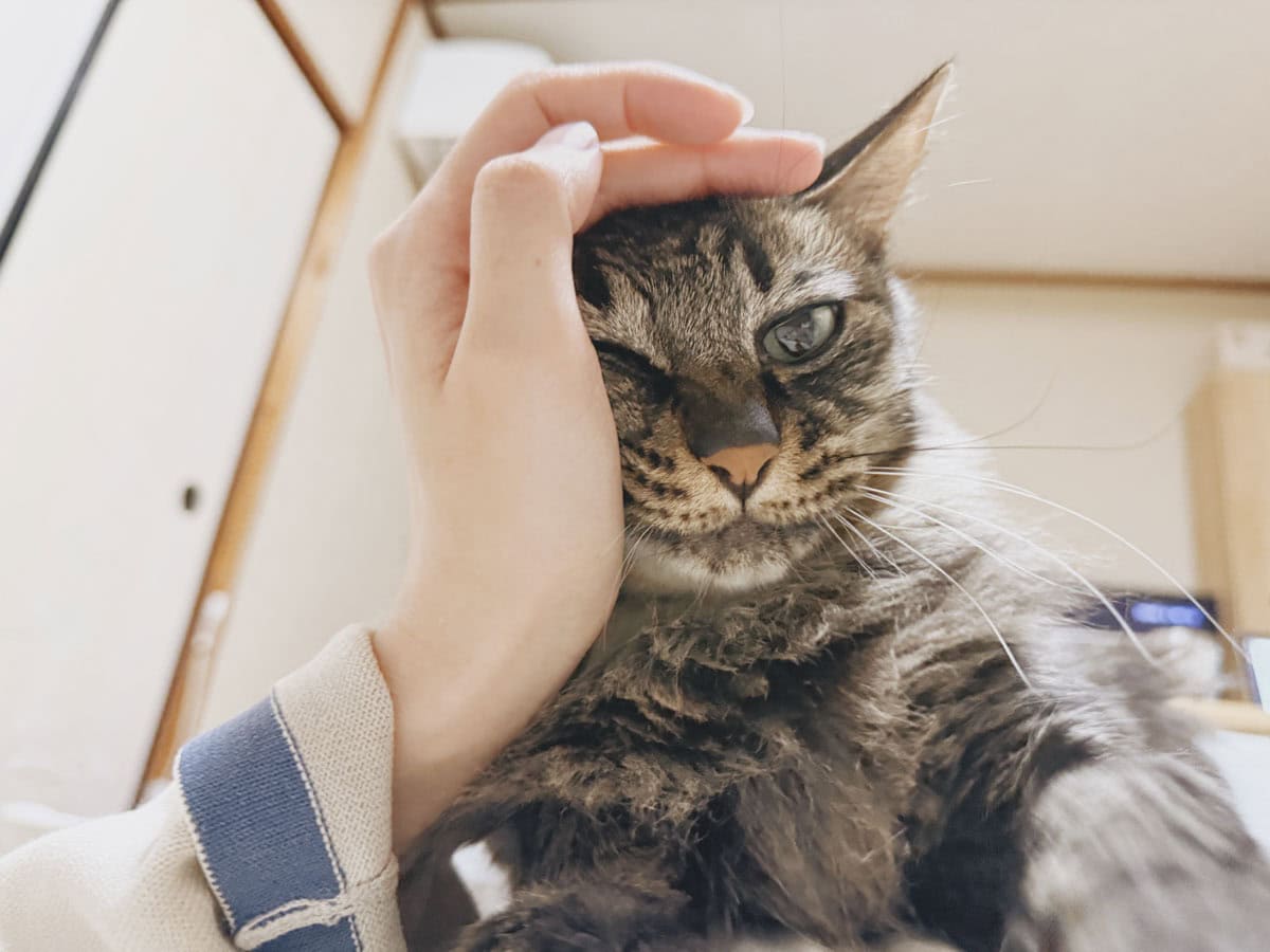 撫でて欲しい、ふわふわねこ。頭を擦り寄せたり、膝に乗ってきたり、「たくさん撫でてほしい」と伝えてくれます。