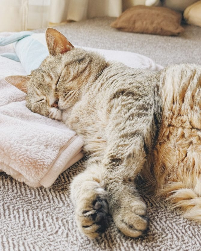 わたしのそばで、ぐっすり眠っている14歳のねこ。いつもそばにいてくれます。