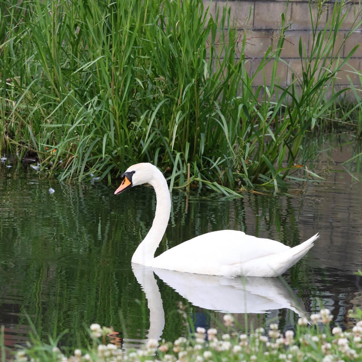 エディンバラの白鳥、コブハクチョウ