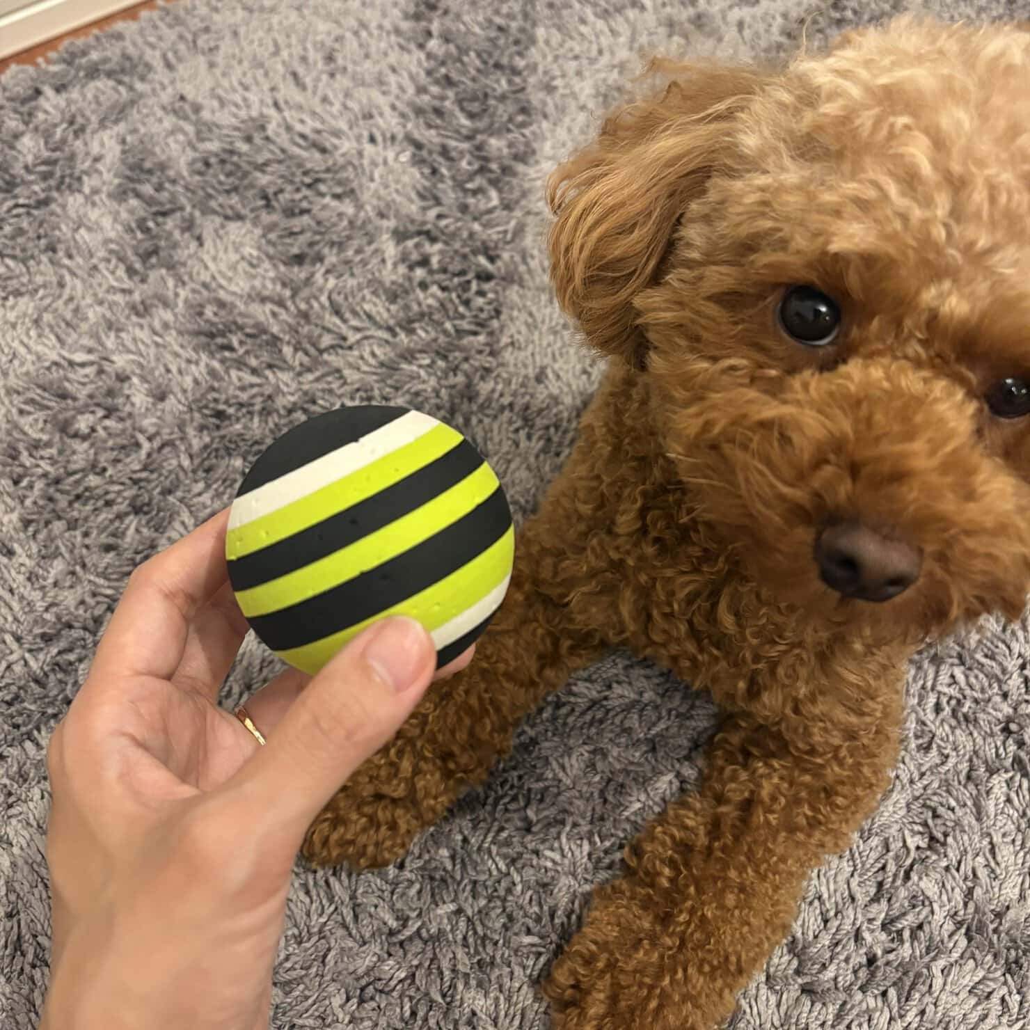 トリガーポイントをほぐすマッサージボールと愛犬トイプードル