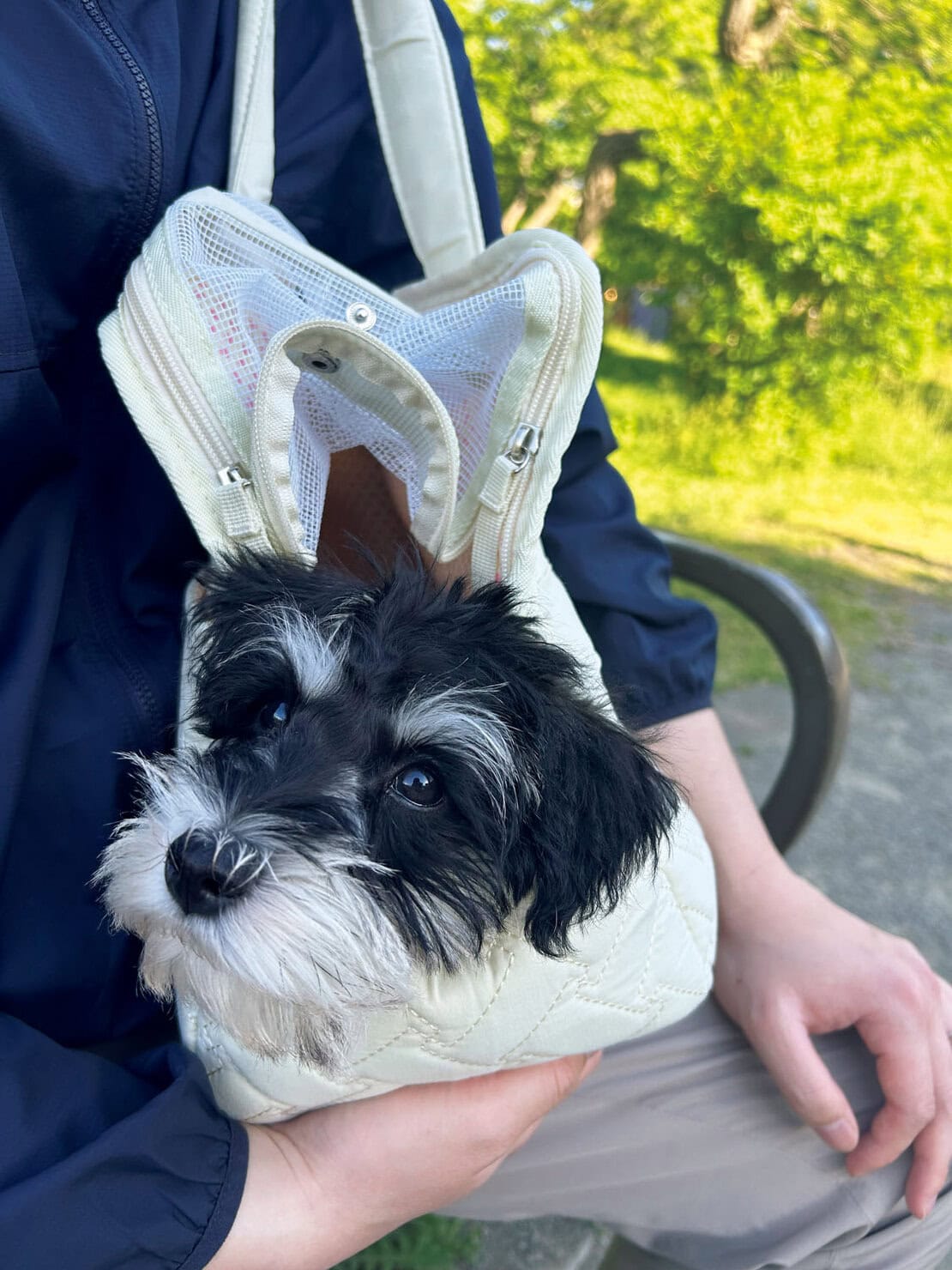 愛犬と涼しい朝散歩