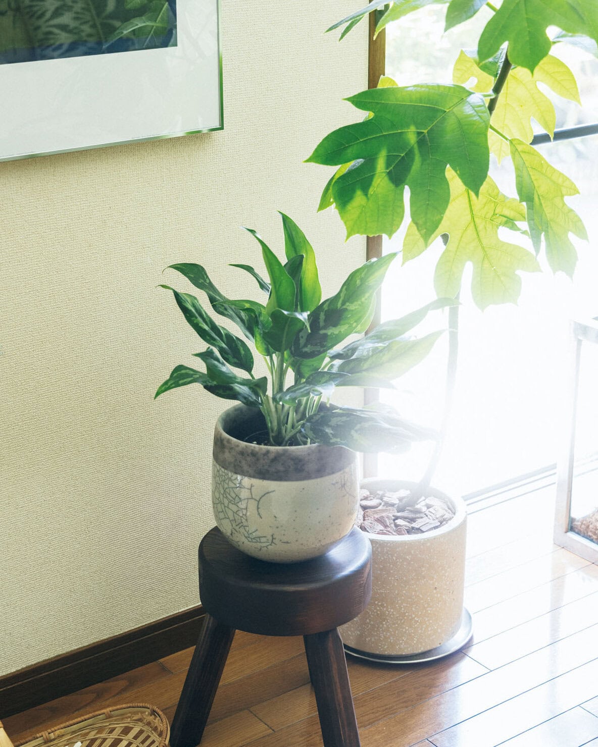 空気中のホルムアルデヒドなどを吸着するとされ、空気をクリーンに保つ植物としても知られるアグラオネマ