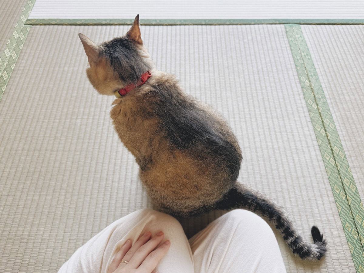 毎朝、ねことのんびりする時間を作っています。 「今日もがんばろうね、よろしくね」と伝えて、1日をスタートさせます。