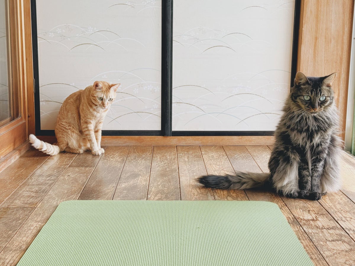 ヨガマットを広げると、やってくるねこたち。 いつ飛び乗ろうか、隙を見計らっています。