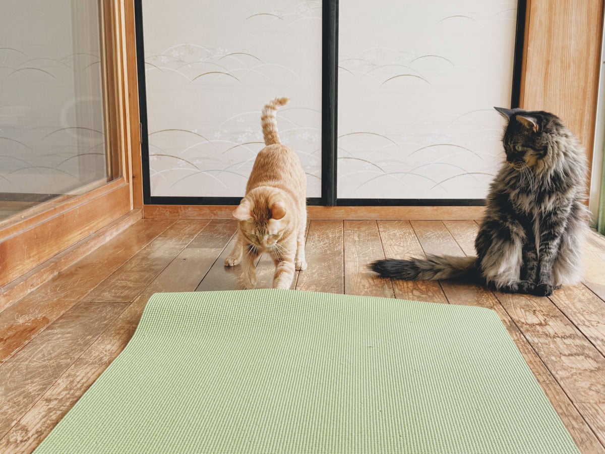 わたしのストレッチ中は、横に転がったり、伸びたり。 ねこたちの自由な姿を見ていると、心が緩みます。