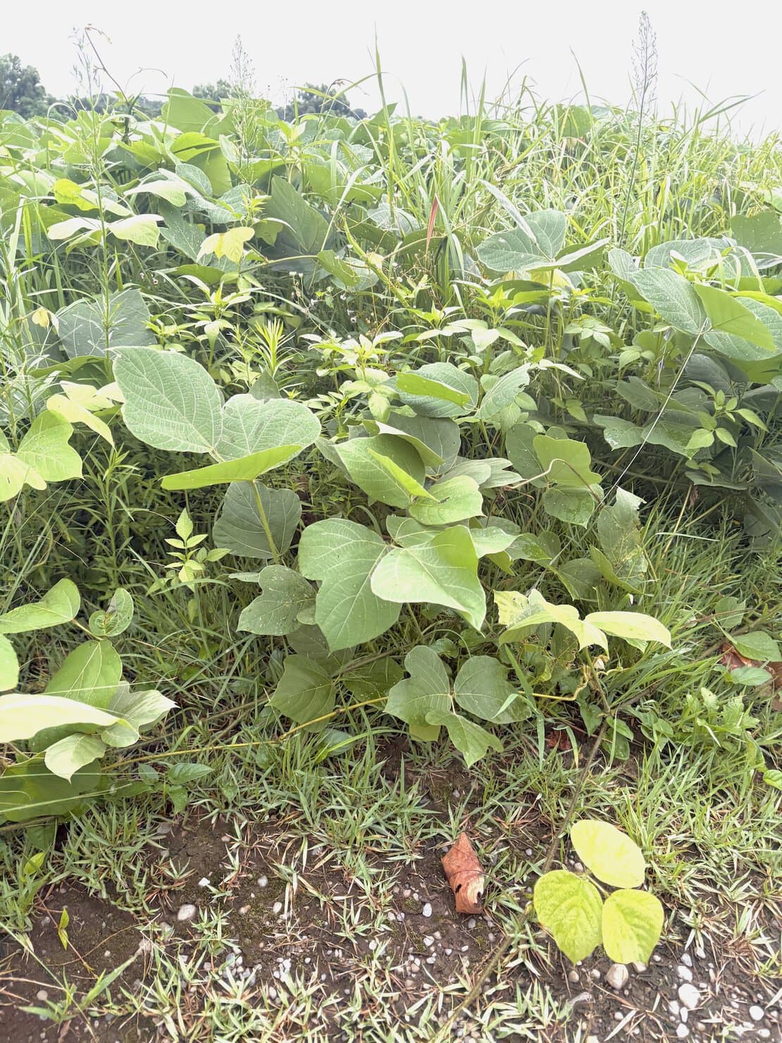 多摩川に生い茂る草