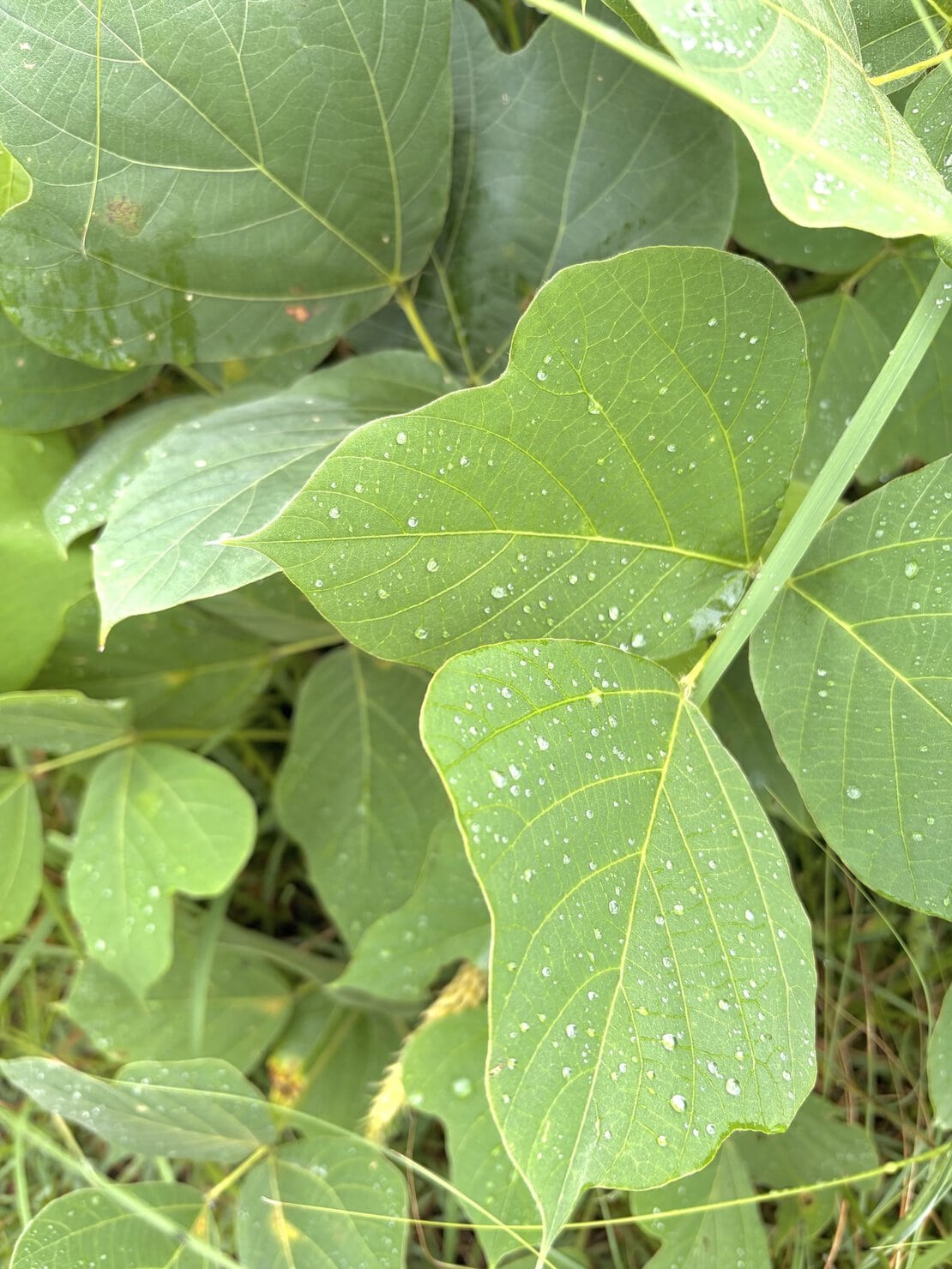 雨に濡れている秋の葉っぱ
