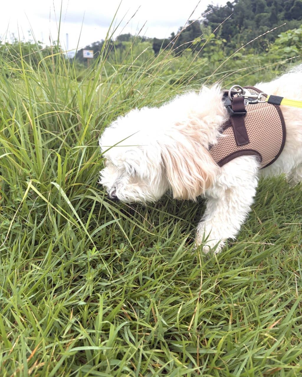 草の中の匂いを嗅ぐ犬