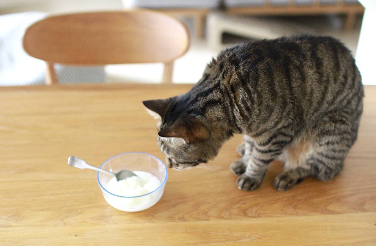 韓国スイーツ「ピンス」を興味津々な愛猫