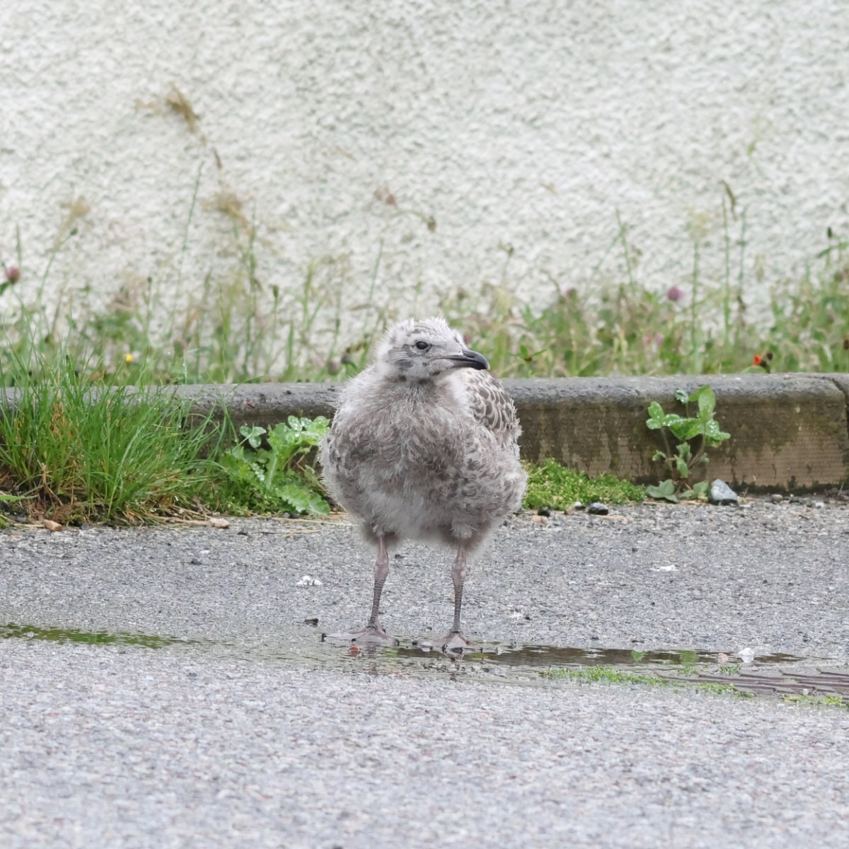 カモメの赤ちゃん