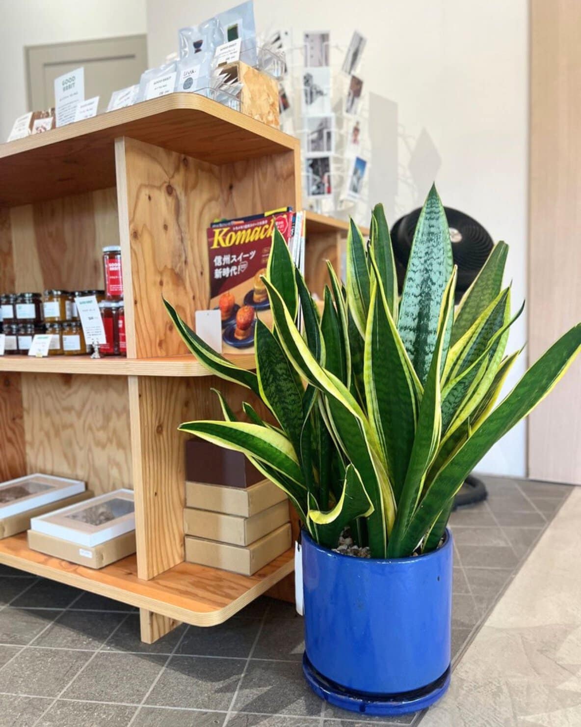 北欧モダンインテリアなカフェ店内の観葉植物サンスベリア