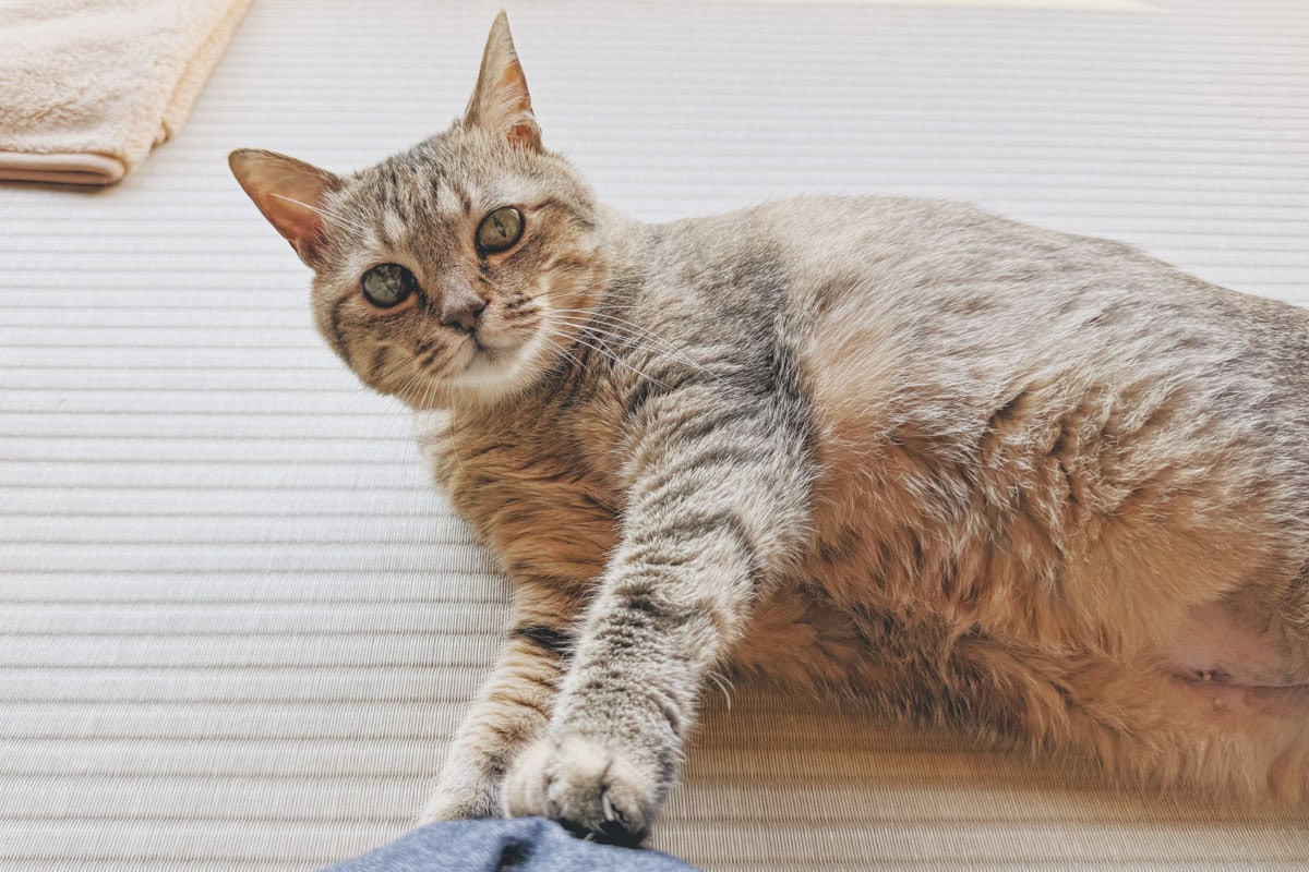 だいすきなねこたちとのんびりする時間が、一番ホッとします。 いつもありがとう、と思います。