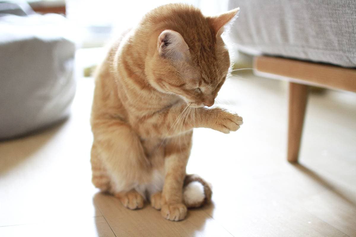 日頃のケアを大事にしている愛猫はるくん