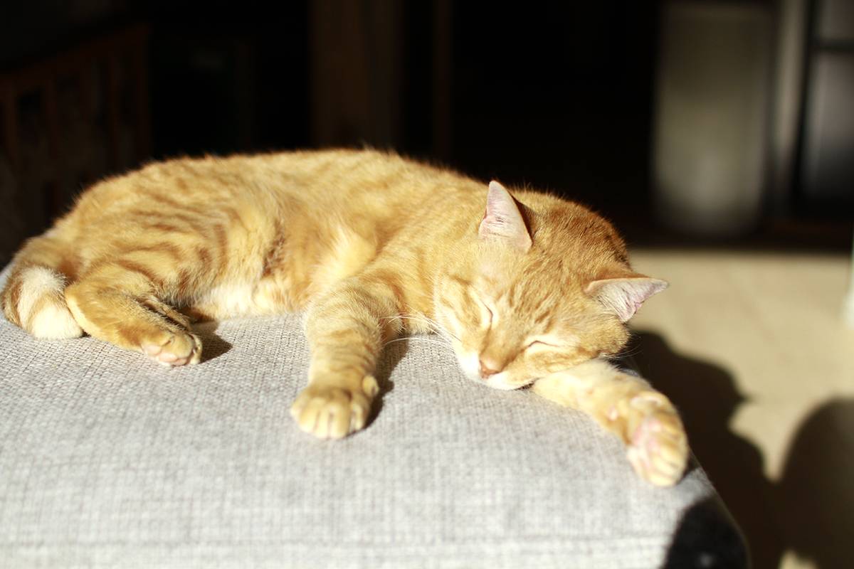 リラックスしている愛猫はるくん