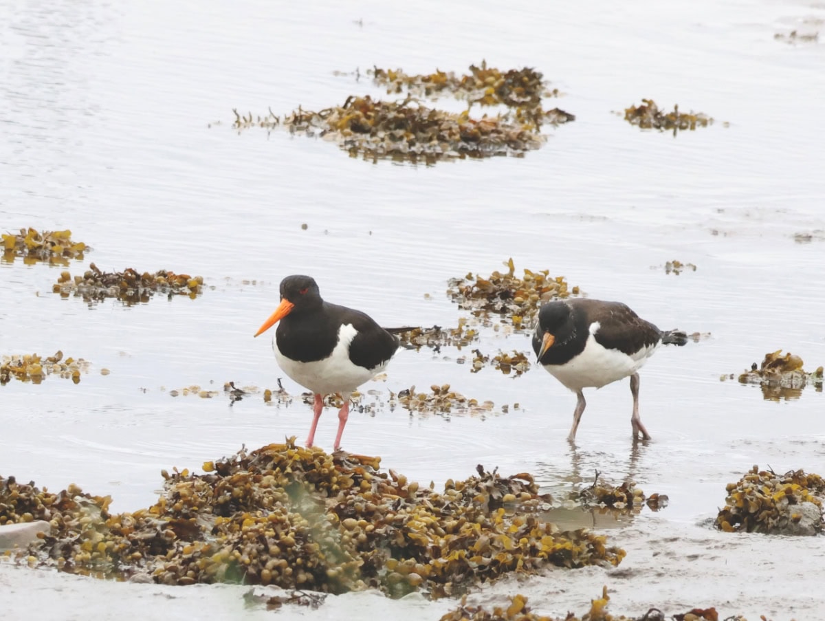 インヴァネスでバードウォッチング、夏のミヤコドリ、ネス川、Merkinch Local Nature Reserve