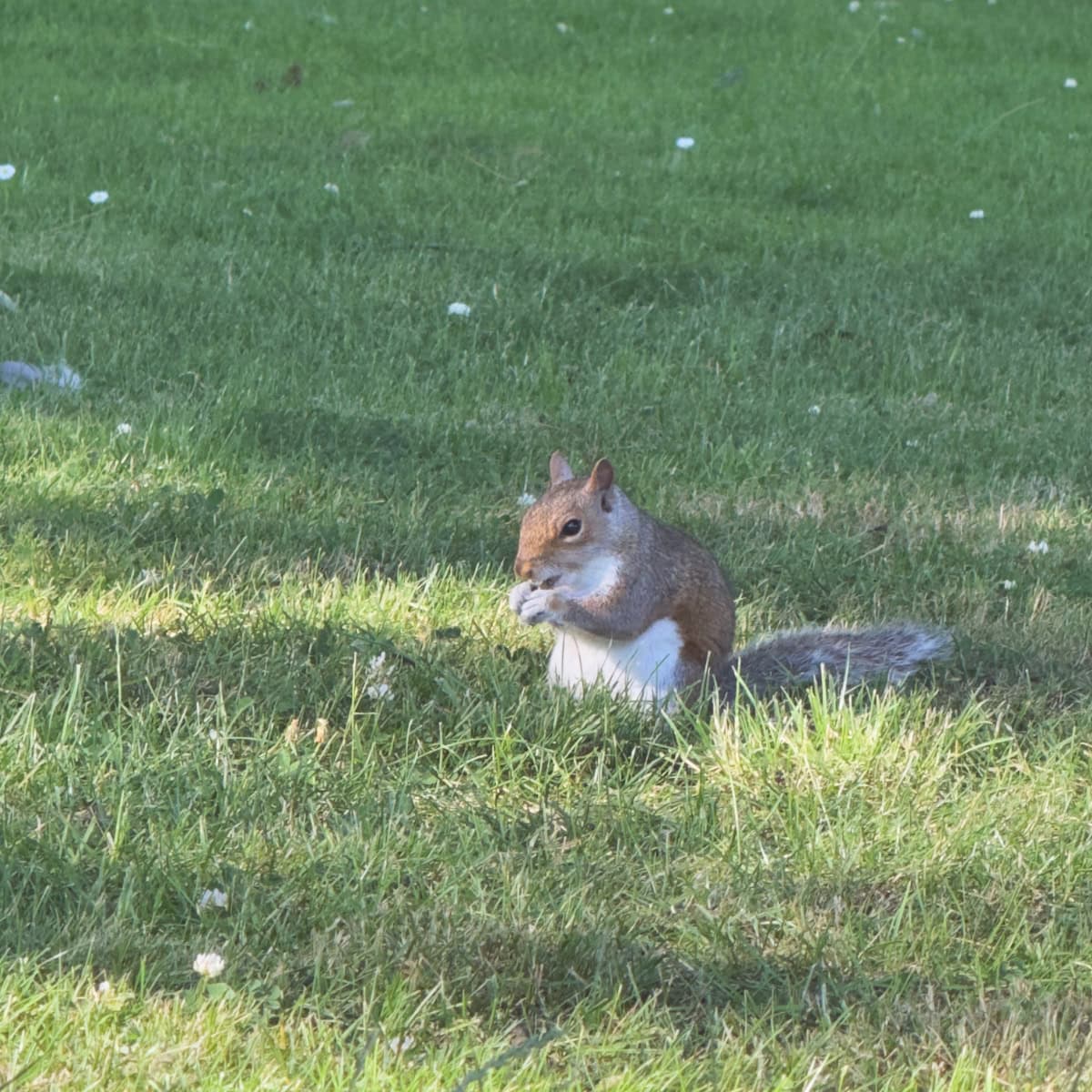 エディンバラ、エジンバラ、野生のリス