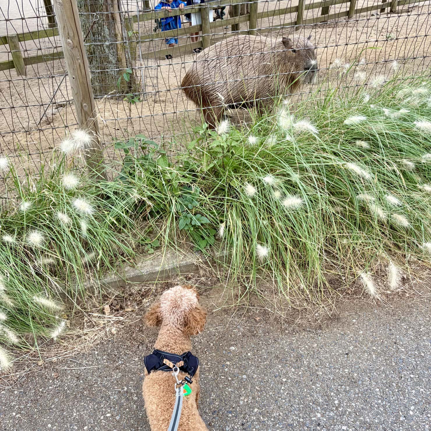 ふれあい牧場のカピバラと姉妹を見つめるあられ